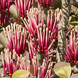 Tapinanthus rubromarginatus